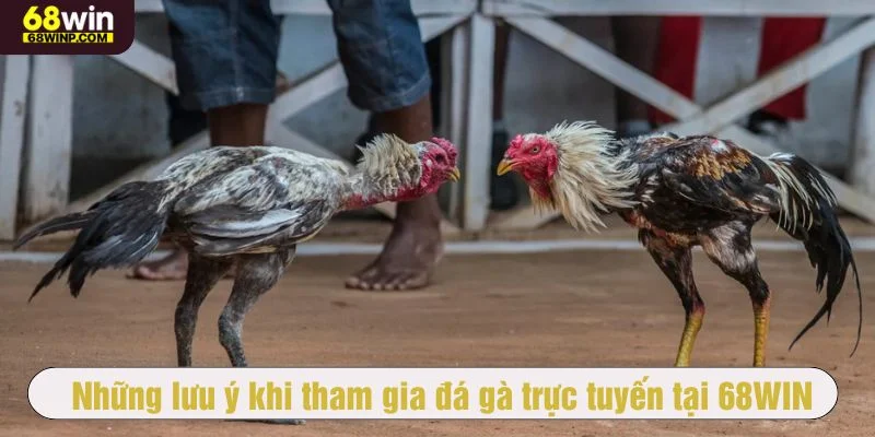 Theo dõi phong độ chiến kê để vào tiền phù hợp